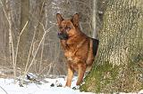 BERGER ALLEMAND 521
